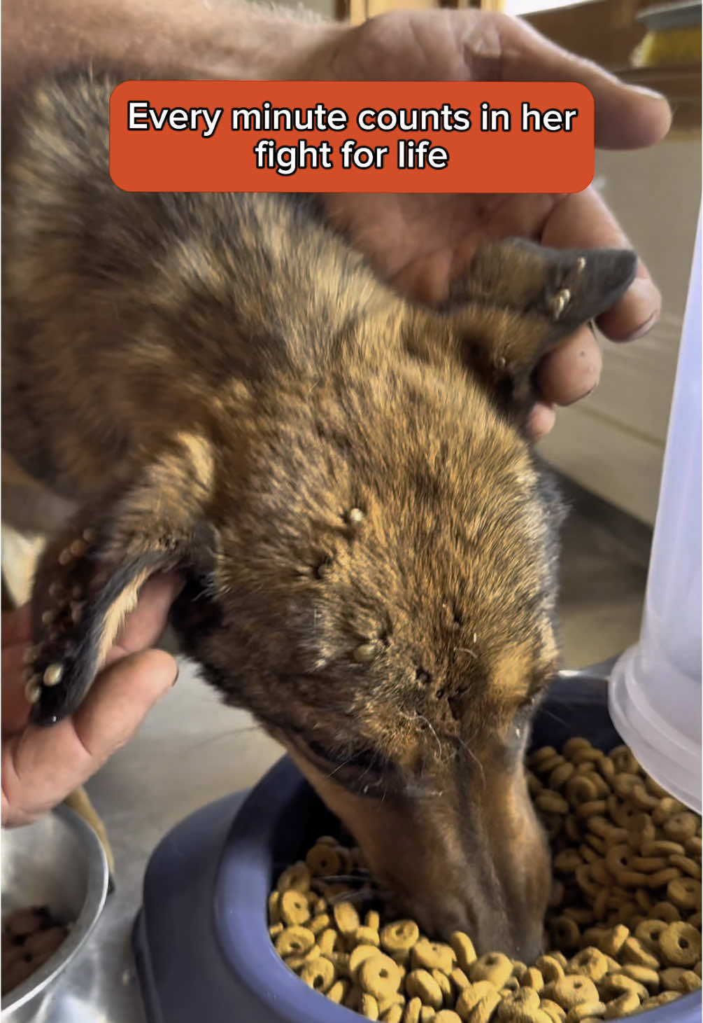 This poor girl was found in a life-threatening state, covered in ticks, painfully thin, and collapsing due to severe anaemia. We are doing everything we can to help her pull through, and while she’s already improving, she will need ongoing care and support. You know that we don't like asking for donations, but right now, we really need your help. If you’re able to spare a few pounds, leva, dollars - anything - towards her care, we would be truly grateful. To donate, please visit the ‘Donations’ page of our website (link in bio). #dogrescue #rescuedog #doglove #animalcare #animalwelfare #bulgaria #fyp 