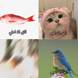 البطه 😂 #بطه #قطط #ميمز_قطط #قطه #سمكه #fyp #طير #foryou #صعدو_الفيديو #اكسبلور #ميمز #حقيقي #اعاده_نشر🔁 