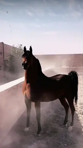 #خيل_وخياله🐎 