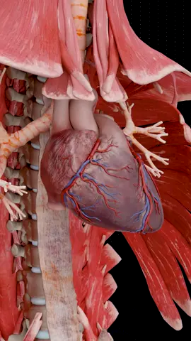 Our Incredible Anatomy | Heart & Uterus 🫀 . . . . #smartdoctor1 #cardiology #anatomia #anatomía #education #anatomi #cardio #ANATOMY #anatomy #heartanatomy #medicina #3danimation #doctor #pregnancy #pulmonaryhypertension #pregnant #baby #gravidez #medstudent #animation #pregnancy #baby #anatomy #heart #pregnant #medicina #doctor #माहवारी #月経 #임신 #妊娠 #gravidez #fetal #love #Childbirth #femalemodel #Female #babyboy #babylove #babygirl #vaginal #uterus #human #female #ReproductiveSystem #ovaries #vulva #женщины #матка #útero
