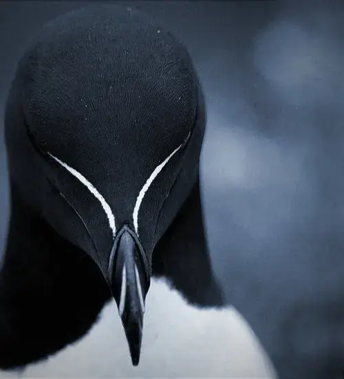 Es un ave marina, que habita en el Atlántico Norte. Este ágil pájaro es capaz de volar y bucear, pero solo se acerca a tierra para reproducirse. Es monógamo, eligiendo una pareja para toda la vida, y cada año la hembra pone un solo huevo. Anidan en acantilados costeros, en grietas protegidas, y ambos padres se turnan para incubar el huevo y alimentar al polluelo. Su plumaje es negro en la parte superior y blanco en la inferior, una línea blanca en su cabeza le da un aire muy distinguido, como si llevara una especie de antifaz o una marca de autoridad entre las aves marinas. Su diseño es realmente elegante y único en el mundo de los alcidos. Además, cuando está en vuelo o buceando, ese contraste de colores resalta aún más, dándole un aspecto fascinante. #aves #bird #animales #animals #naturaleza #nature #pinguino #animalesmarinos #peces #biologia #biology #viral #tendencia #trending 