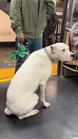 Beautiful dog on the train. #beautiful #dog #dogoargentino #dogoargentinousa #doginthetrain #bigdogsoftiktok 