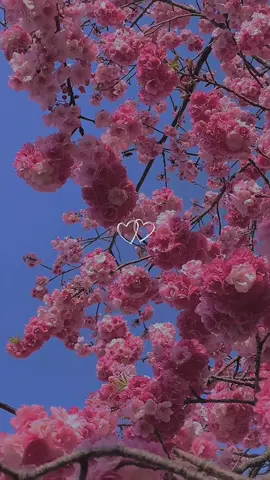 كانها وردة تبتسم في وجه الحياة حتى وأن كانت جذورها تتألم 🌹🌼🌺🌷#CapCut #hadjia_10_3♥️ممكن اكسبلور 🥀#تحياتي_لجميع_المشاهدين_والمتابعين #لقطه_فائقه_الثبات 