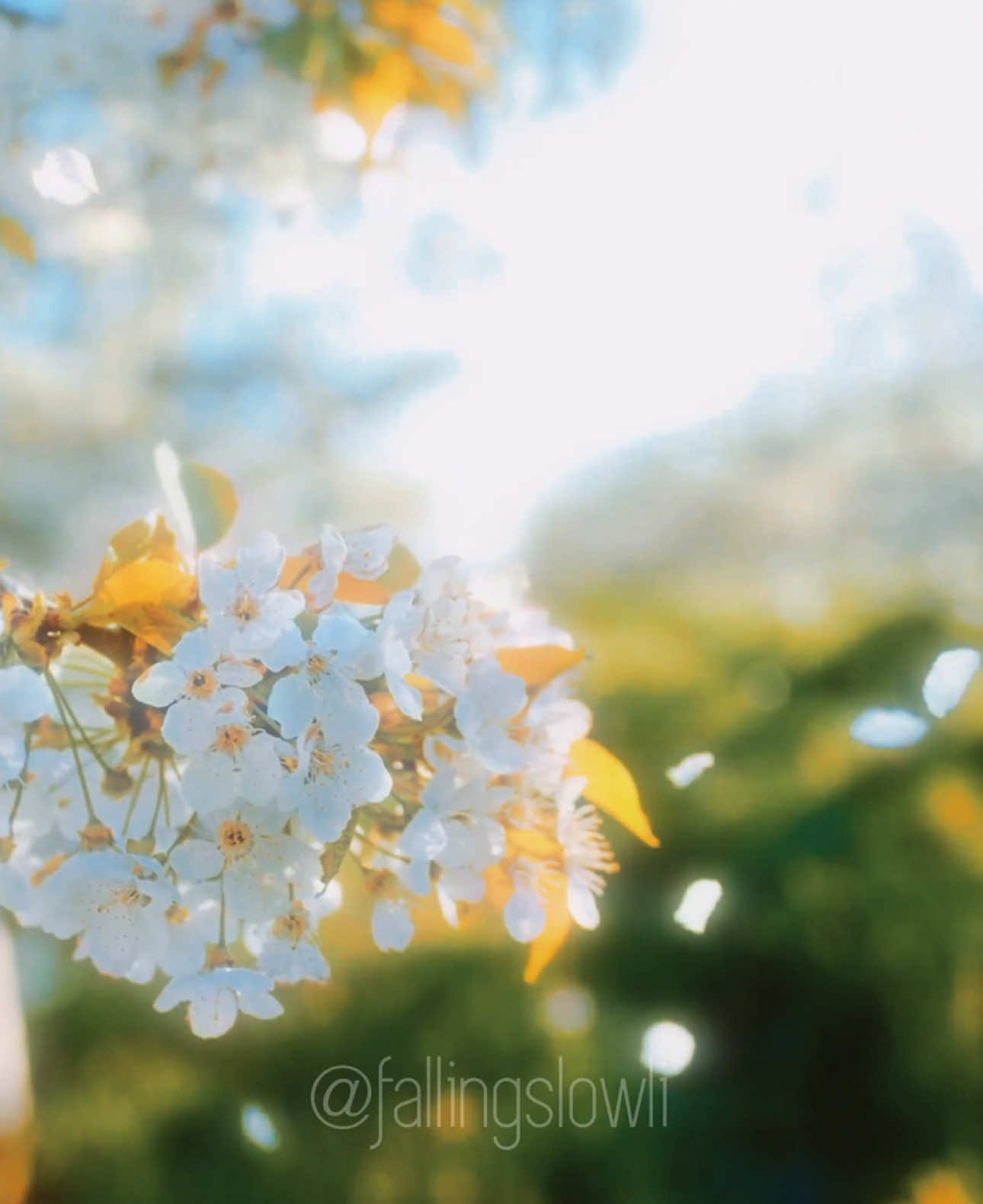 Falling… Source: Freepik, Pexel & Canva  Edit: fallingslowli  #nostalgia #chill #chillvibes #peace #peace #flowers #nature #cherryblossom 