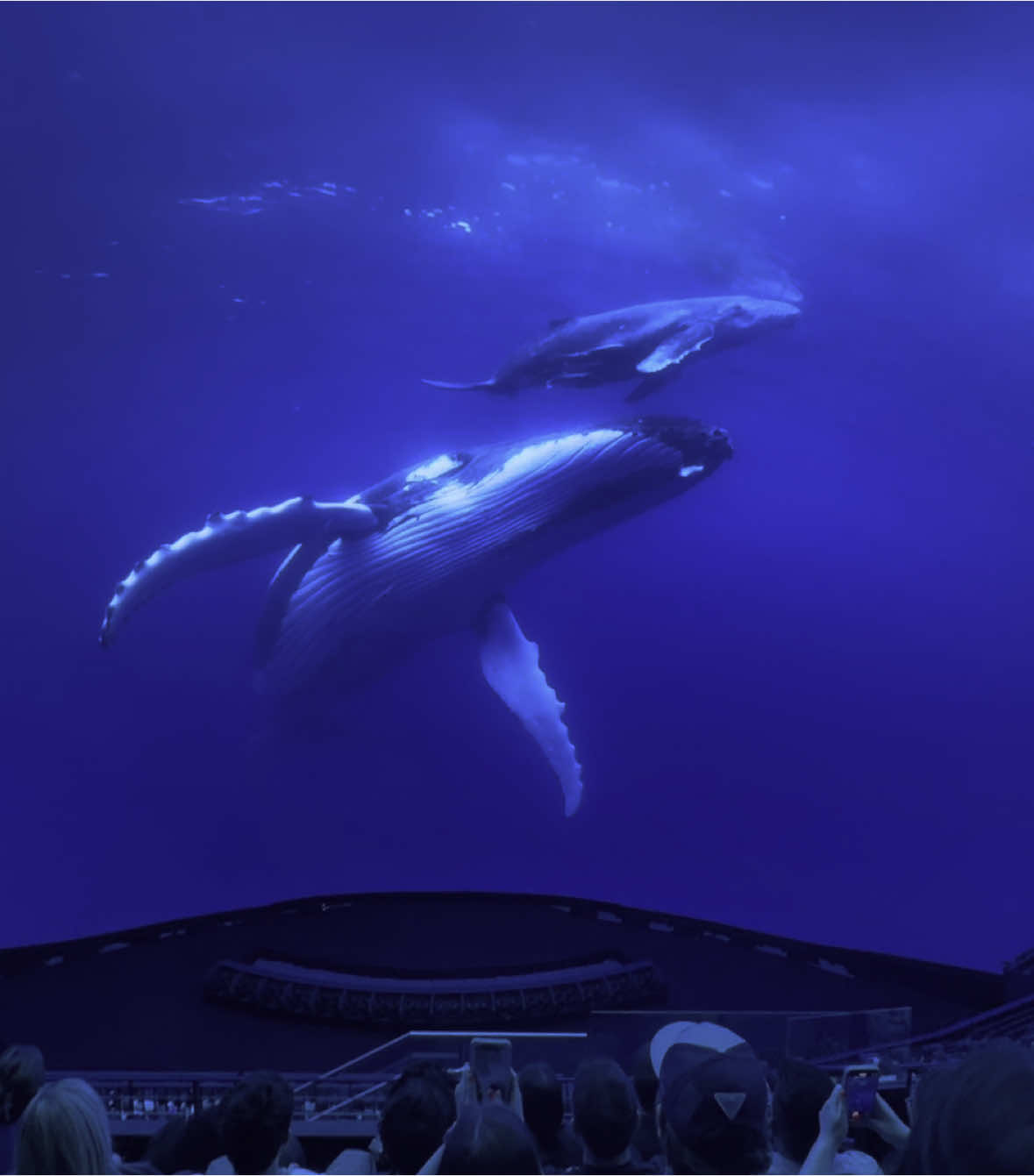 #fypシ #makemefamous #whales #aquarium #water #calming #makemeviral 