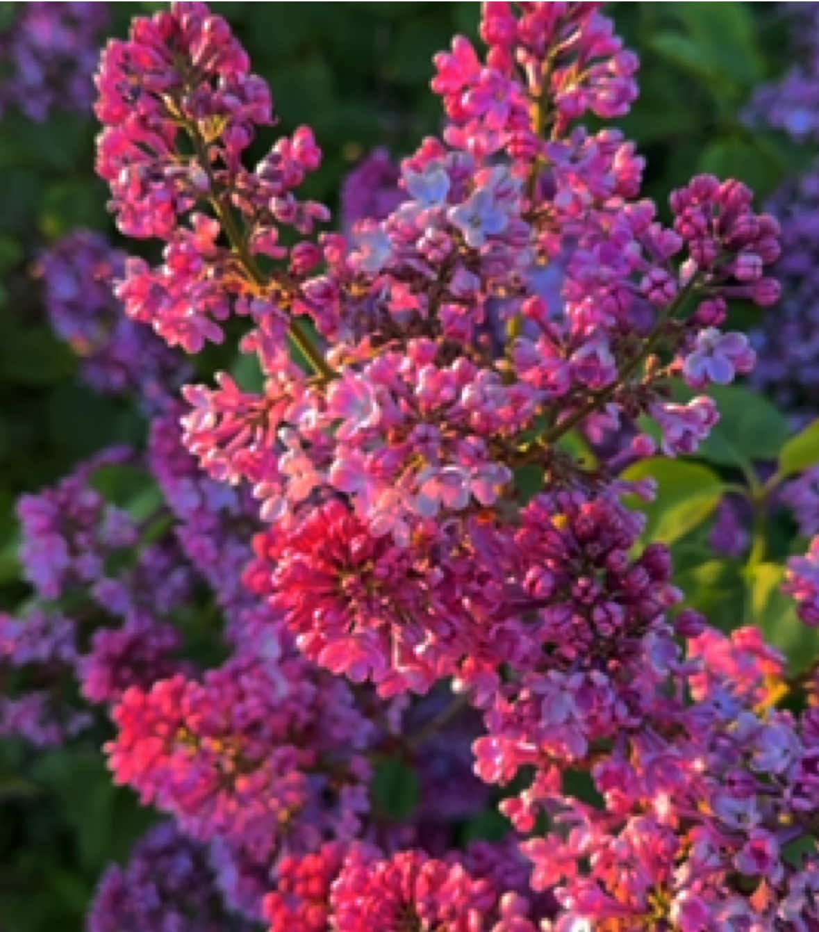 #вайб #сирень #весна #fyp #rek 