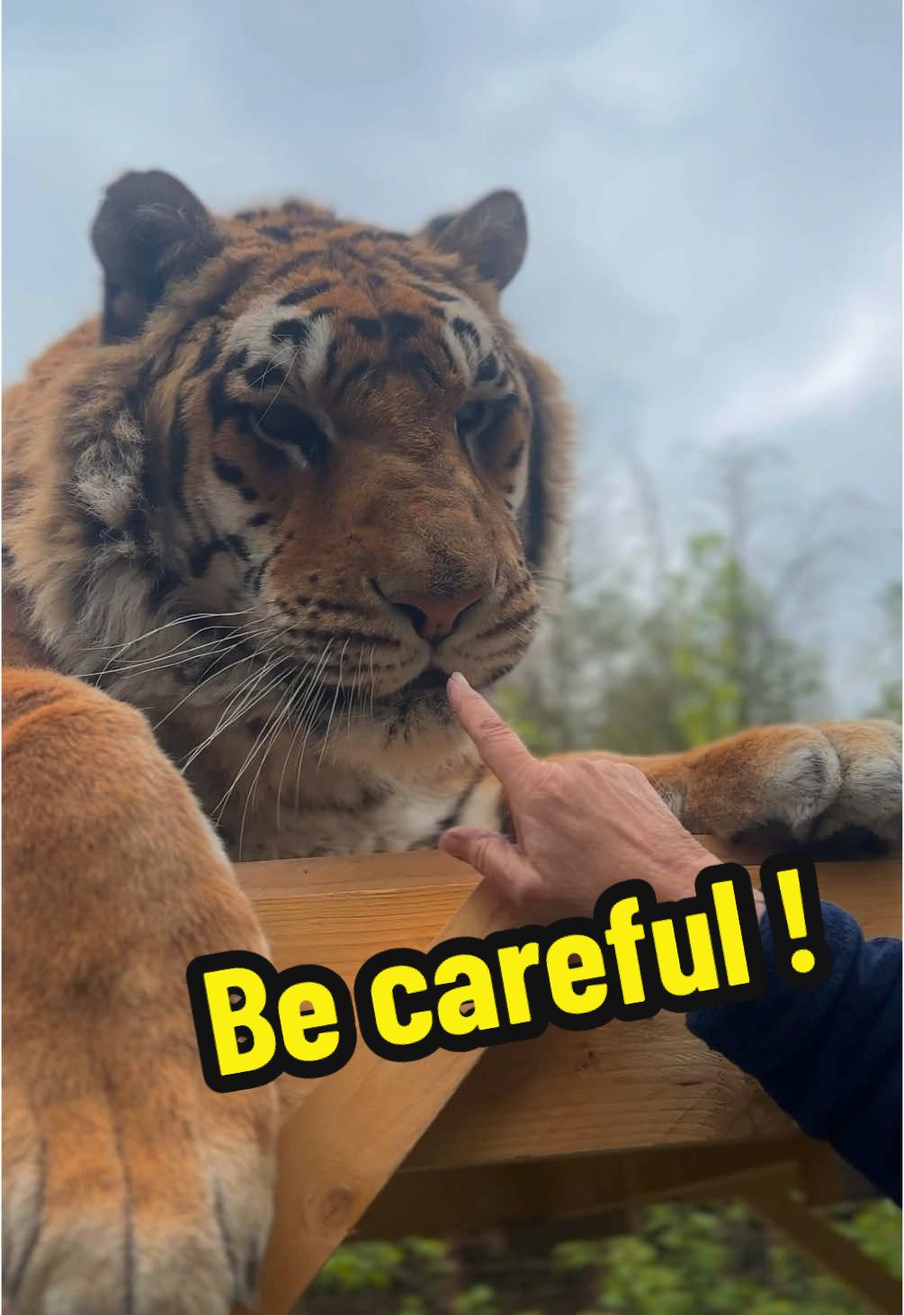 Attention au doigt ! 😹 #lion #tigres #normandie #chats catlover