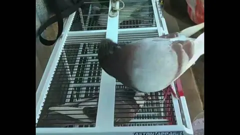 myname : #IDOLA ☝️ #merpatilampung #merpatilovers #merpatibalapindonesia 