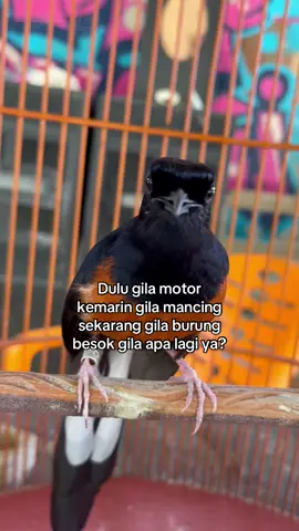 Yg penting tidak gila wanita😅😎 #muraibatu #muraibatuindonesia #kicaumania #bajolsf #kerekemakisquad #fyp #sengtenang 