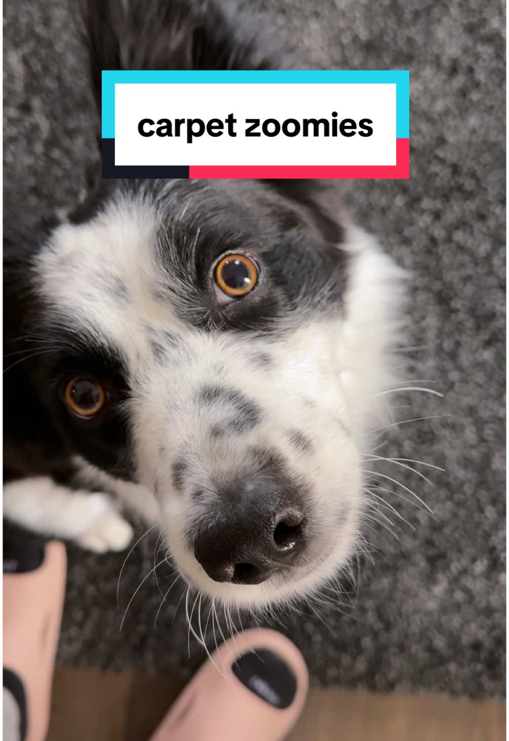carpet party #puppy #bordercollie #rescuedog #dogdad #zoomies 