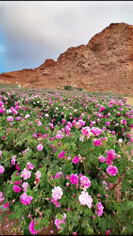 #الورد_الطائفي #جبل_اللوز #نيوم #السعودية🇸🇦 #fyp #fyp #تروجينا #اكسبلورexplore #trend #مزرعه #لايك #الورد #تبوك #tiktok #NEOM 