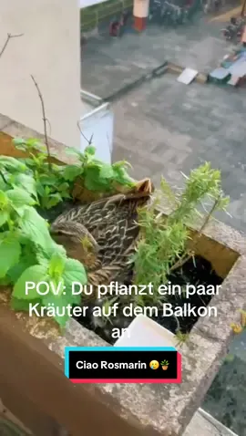 Ciao Rosmarin 🥲🪴 #ente #deutschland #vierterstock #brutzeit #balkon #balkonien #rosmarin #minze #funny #ciao #fy #fyp #viral Gesehen bei @Jaimy.sf 🫶🏼🦆
