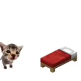 Elgatito and his bed #fyp #elgatito #foryou #cat #meme 