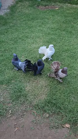 هنداويات عرايس  #حمام_الشامسي #حمام_شمسي #زاجل #هنداوي #طيور_الزينة #فانتيل 