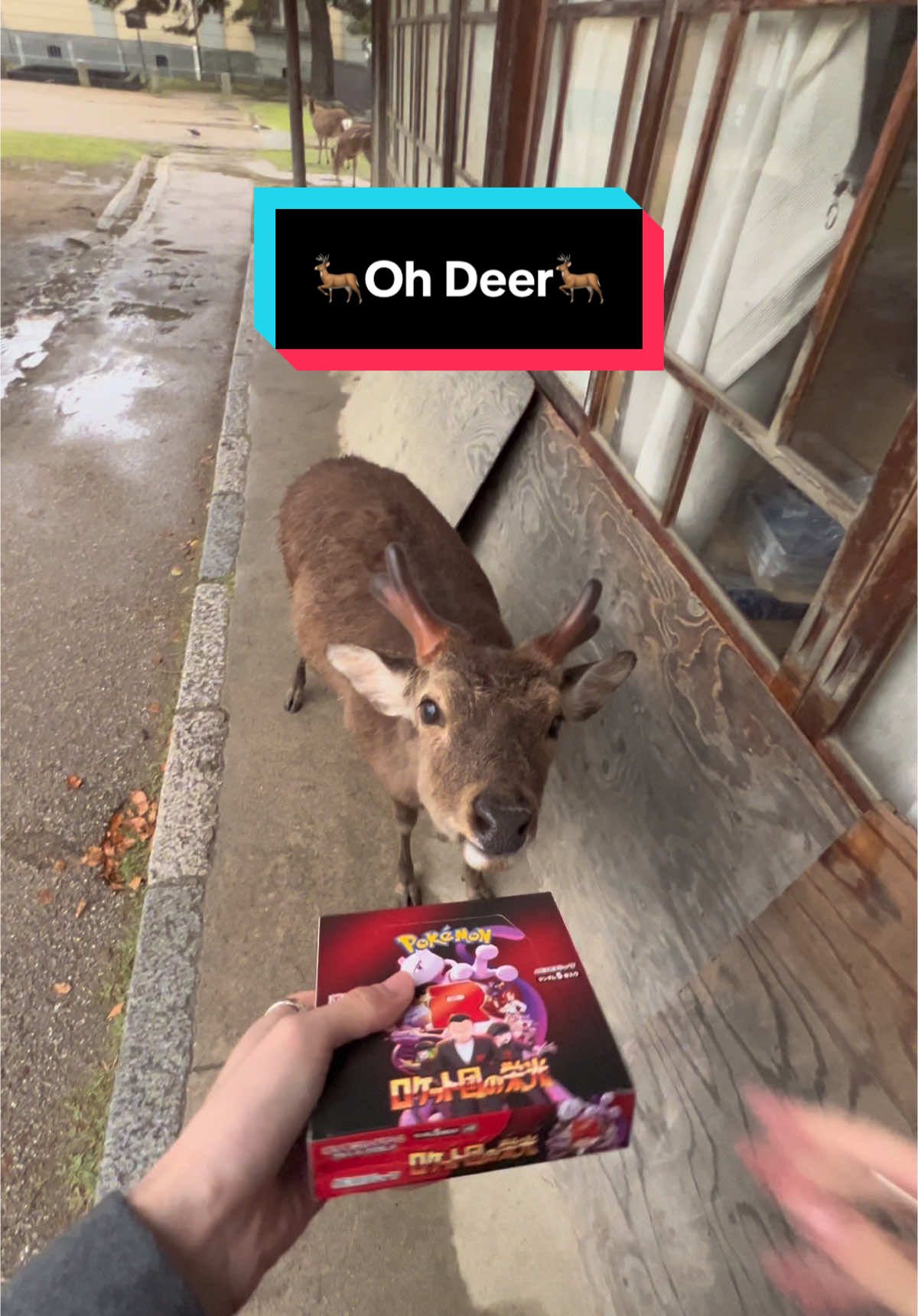 Oh Deer…😅 #nara #deer #pokemon #pokemoncards #japan #fypシ #mewtwo 