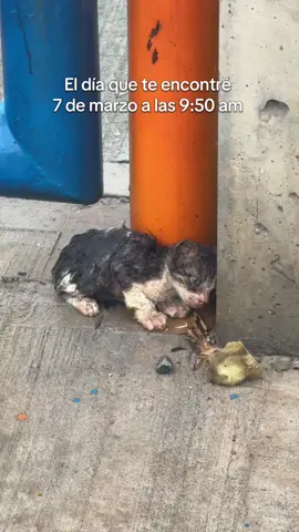 Rescatar no es nada fácil pero saber que tendrán la oportunidad de tener una vida diferente es algo que llena mi corazón mi alma. Nadie te pide que ames a los gatitos pero al menos no les hagas daño 🙏🏻❤️✨     MISTER es un gatico que encontré el 7 de marzo a las 9:50 am, el veterinario nos dijo que llevaba varios días mojado y que si hubiera durado medio día más se moría. Estaba totalmente deshidratado, tenía hongos en la piel, ácaros, infecciones y poco a poco con tratamiento ha mejorado hasta el día de hoy, mister como te pusimos mi hermana y yo te amamos, siempre estarémos para ti hasta que no lo permitas, estuviste a punto de irte y te quedaste para darnos felicidad. Gracias ❤️#gatosrescatados #gatitos 