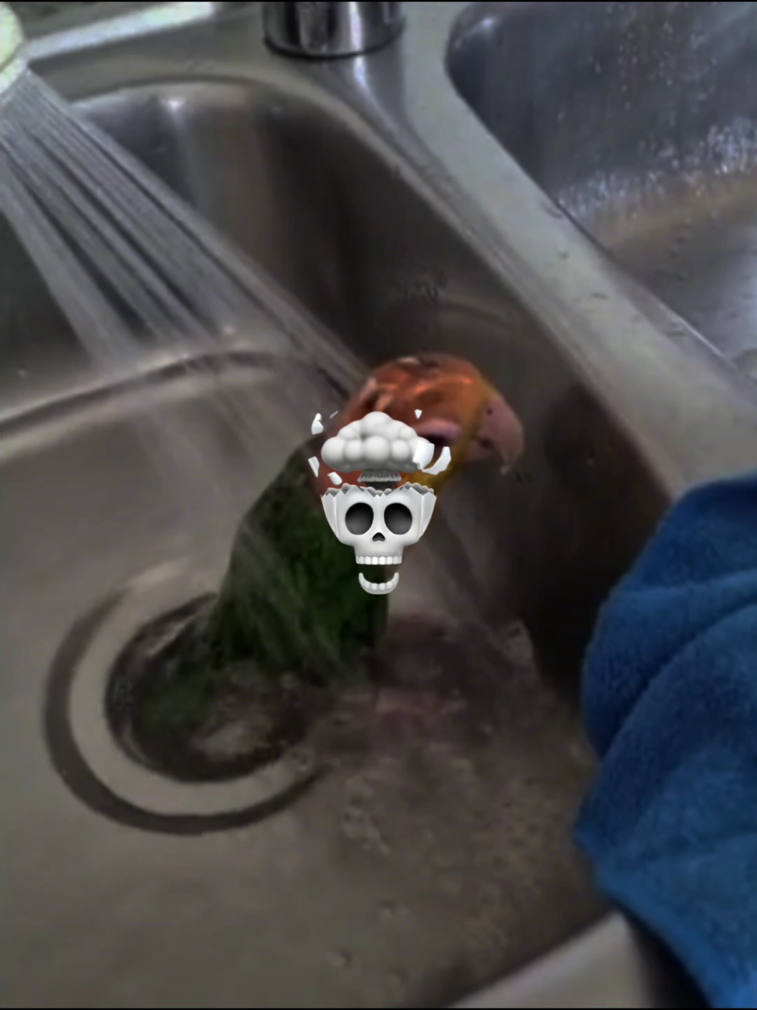 SONG: EL BEIBI FUNK 2🚘#strangest #birds #bird 