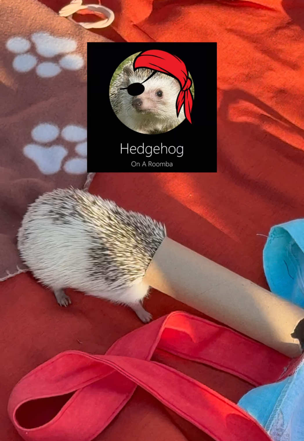 What song got you through finals? #northeastern #northeasternuniversity #tinymic #interview #whatareyoulisteningto #hedgehog 