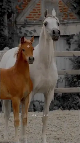 #CapCut عسى الله يعين اللي سواتي يعشق الخيل #عشق_الخيل_ادمان #خيل #شعر #قصيد # #خيل_عربي_اصيل #حصان #فرس #خيل_فخمه🐎 #fyp #viral #اكسبلور #اكسبلورexplore 