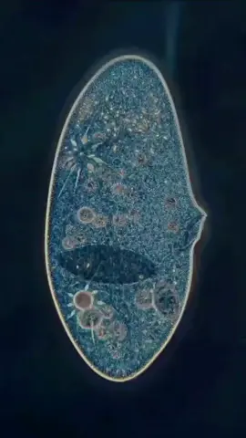 cell death ☠️✨ #biology #cell #neurobiology celldeath #microscope #microbiology #biologia 