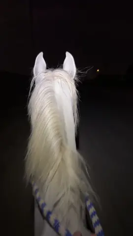 هواجيس🙇 #خيل #fyp #خيل_عربي_اصيل #explore #هواجيس #هواجيس_الليل 
