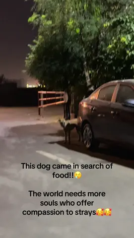The world needs more souls who offer compassion to strays💖 #fypシ゚ #fy #explo #foryou #viralvideo #trending #straydogs #kindness 