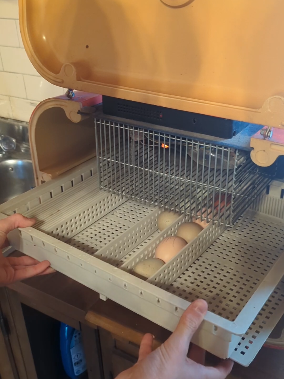 Descrizione breve: 🥚🚀 Oggi con Filippo e Camilla parte un nuovo progetto: coviamo uova colorate con la nostra incubatrice Cova Tutto 40! Temperature controllate, tanta pazienza... e tra 21 giorni, magia! 🐣 Seguiteci ogni giorno per scoprire come funziona davvero l’incubazione #Incubatrice #CovaTutto40 #CarneGenuina #NascitaPulcini #FilippoECamilla #ProgettoIncubazione #UovaColorate #EducazioneRurale #VitaInCascina #PulciniInArrivo #CampagnaItaliana 🥚🚀 New project with Filippo and Camilla: we’re incubating colorful eggs with our Cova Tutto 40! Perfect temperature, lots of patience… and in 21 days, magic happens! 🐣 Follow us daily to see how real egg incubation works! 🌱 #Incubator #CovaTutto40 #CarneGenuina #HatchingChicks #FilippoAndCamilla #EggIncubation #ColorfulEggs #FarmEducation #CountryLife #BabyChicks #FarmKids