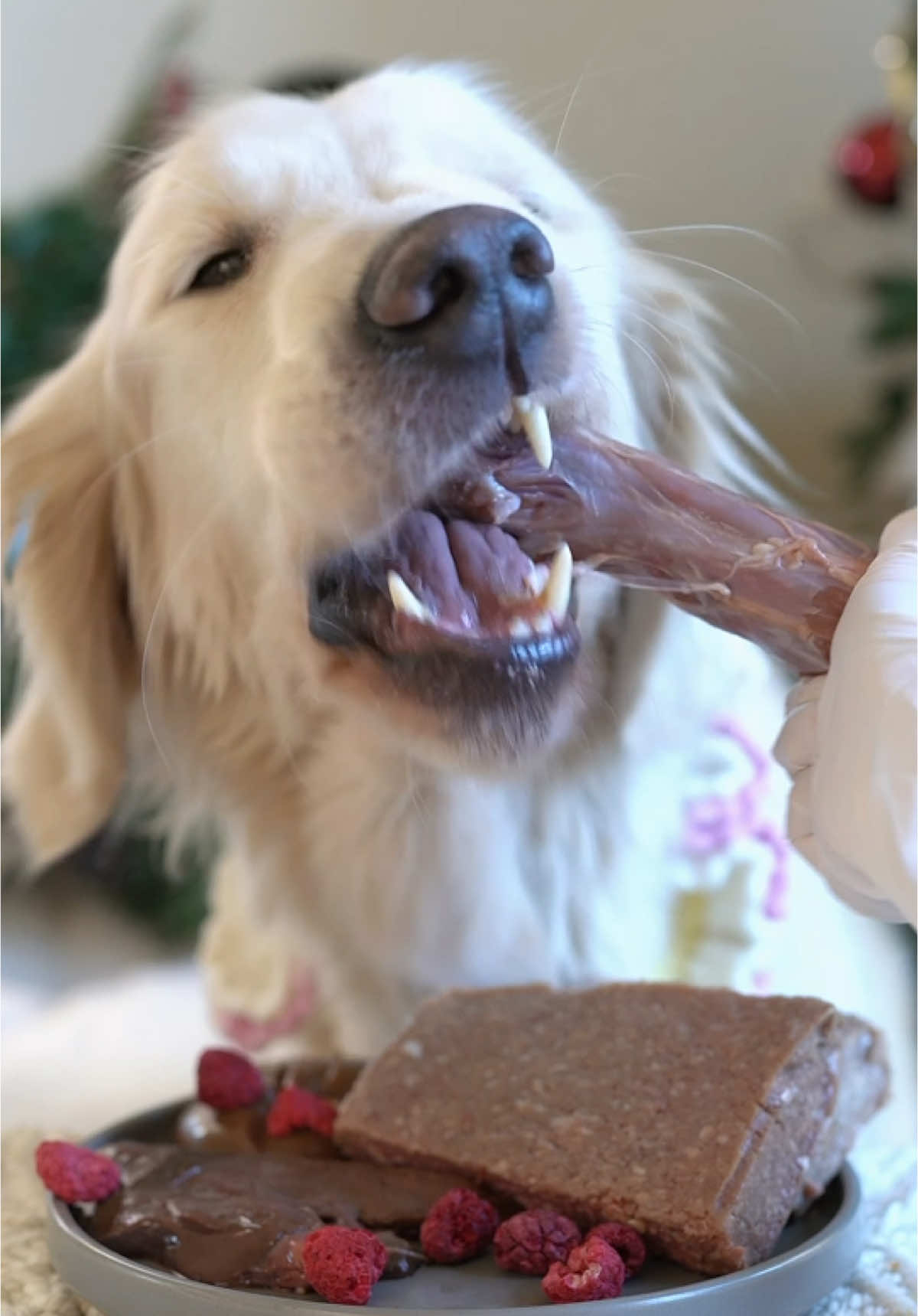 Olaf Eating Duck Neck (Uncut Version) #fyp #goldenretriever #cute #dog #puppy #mukbang #eatfood #狗狗 #狗狗吃播 #波尼啵啵 