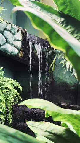 #Glivice#palmarniagliwice#🌴🌴🌴#🕊️ #