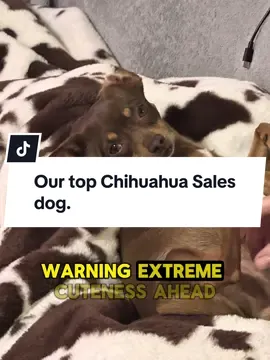 Chihuahua cuteness She is leading us in Sales ! #Chihuahua #Dogs #Cute #CuteBaby #2.ss.Beast