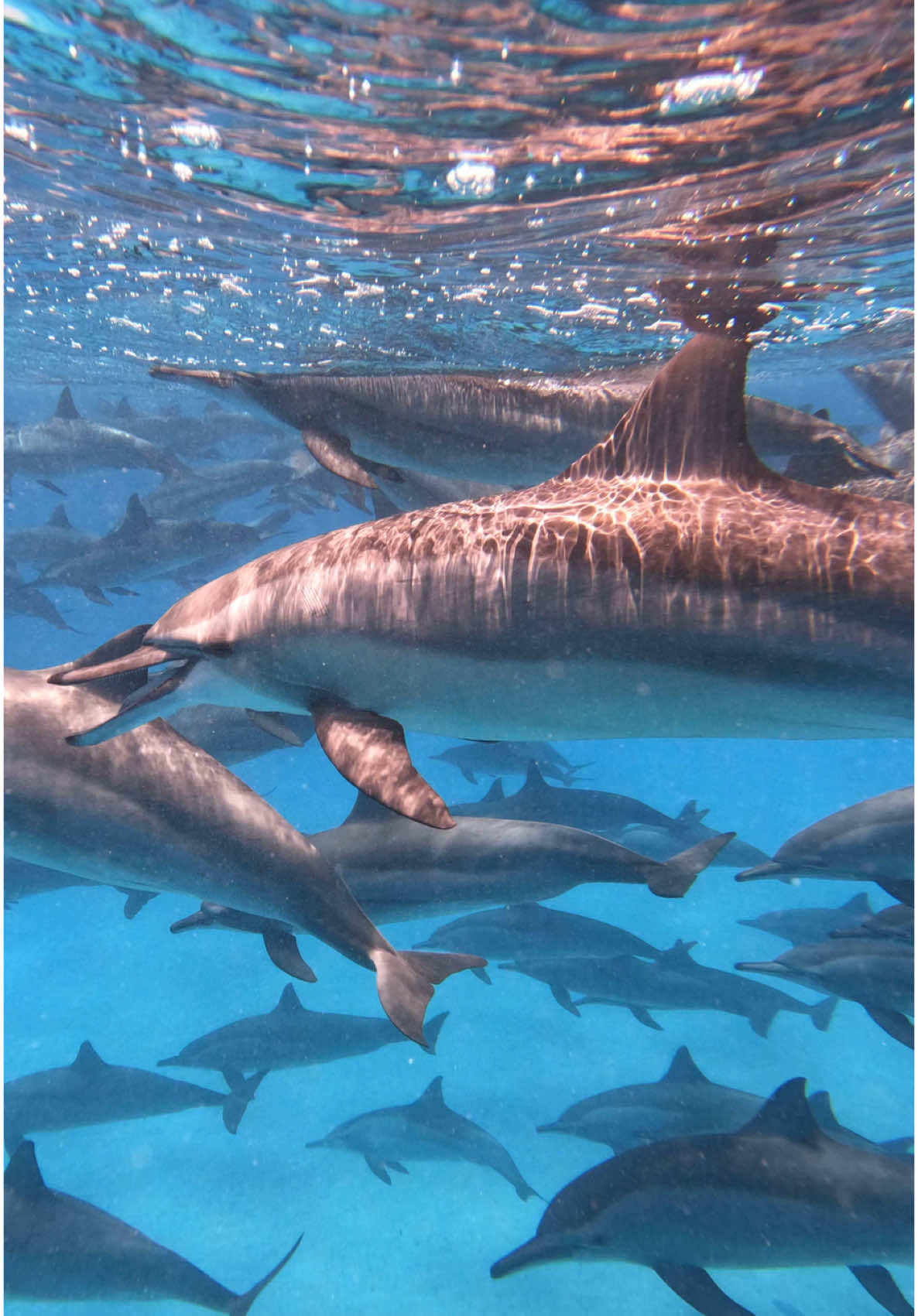 Life it is just with dolphins 🐬❤️ Sataya dolphins reef  { SPINNER DOLPHIN } #spinner #dolphin #type #reef #freedive #snorkeling #egypt #marsaalam #elquseir #trend 