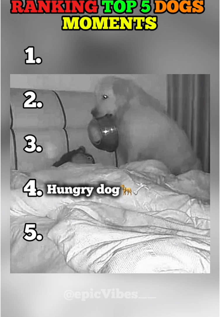 Top 5 Dogs Moment. #funnymoments #dog #funnydogs #animals #funnycompilation #foryoupage❤️❤️ #fyp 