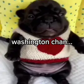 pibble and washington chan😍
