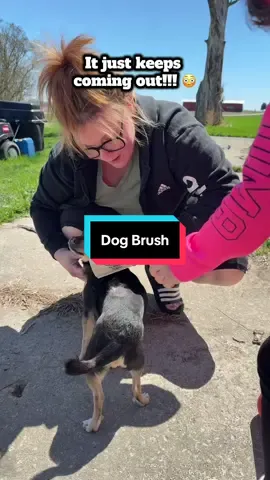 #creatorsearchinsights #petgrooming #pets #PetsOfTikTok #dogbrush #dogbrushing #animalcare #brushfordogs #pet #petlovers #animallovers #petbrush #shedding #sheddingseason @SleekEZ USA 