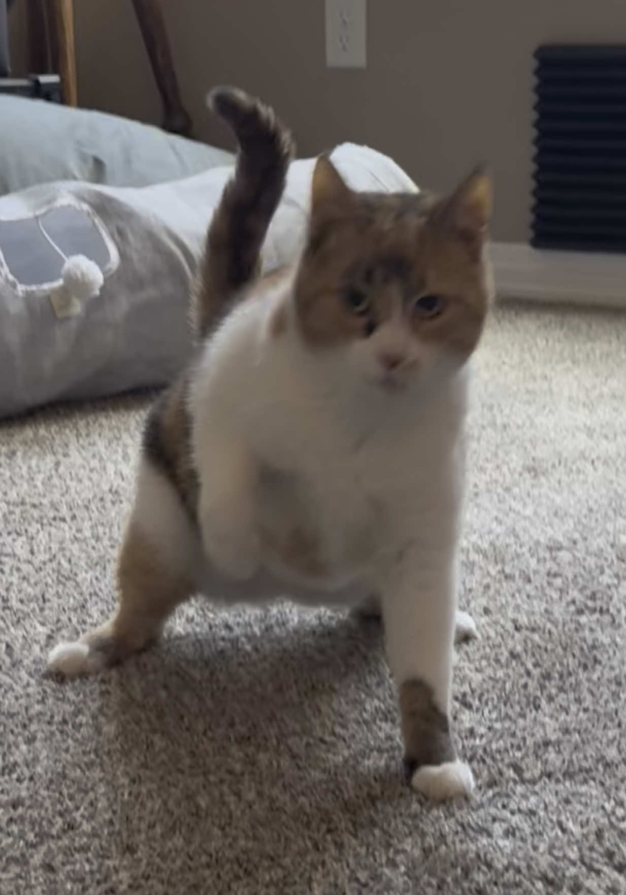 A wobbly girl 🌸 #wobblycat #cerebellarhypoplasia #chcat #calicocat #calico #catsoftiktok #cattok #cutecat #cutecatsoftiktok #cat #foryoupage #fyp 