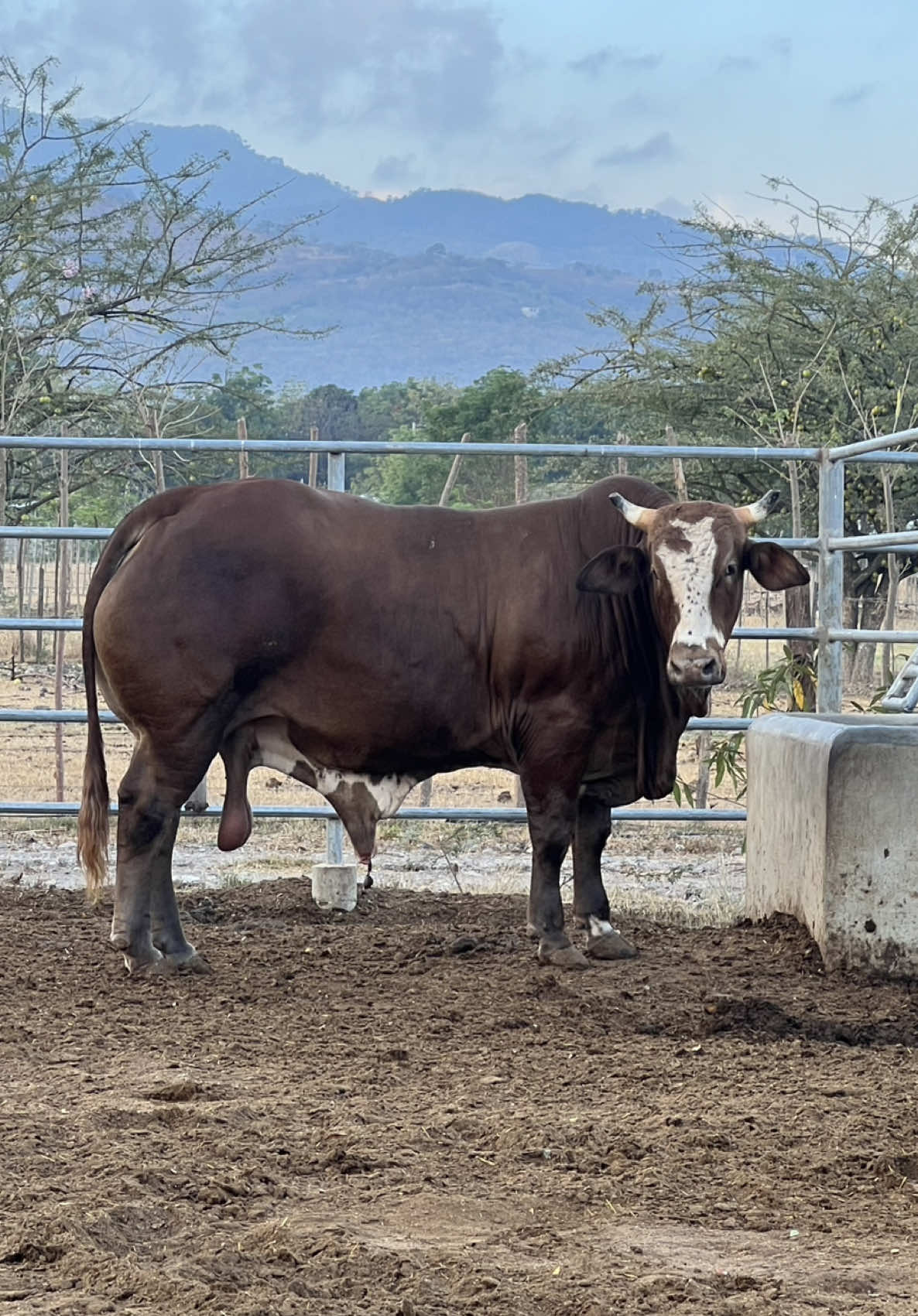 #ganadoestabulado #feedlot #ganaderia #rancholareliquia #estabulado 