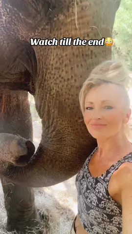 The end is a doozy 😱😂 #elephant #animal #MultiSpeciesHerd #animallover #MyBestFriendIsAnElephant #ElephantLover #freecontactcare #animalsoftiktok #TikTok #SaveTheSpecies #Love #family #ElephantCaretaker 