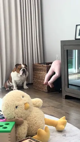 Zero participation in her shenanigans today  #englishbulldog #bully #bulldog #puppy #pet #dog #family #atx #austin #texas #baby #toddler #mama #mom #motherhood #firsttimemom #parenting 