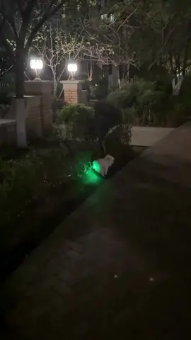 Se comió un juguete con luz 🥺 #perro #nolapolicia #no #trending #juguete #perrito #perrhijo #meme #viral #fyp #foryoupage #parati 