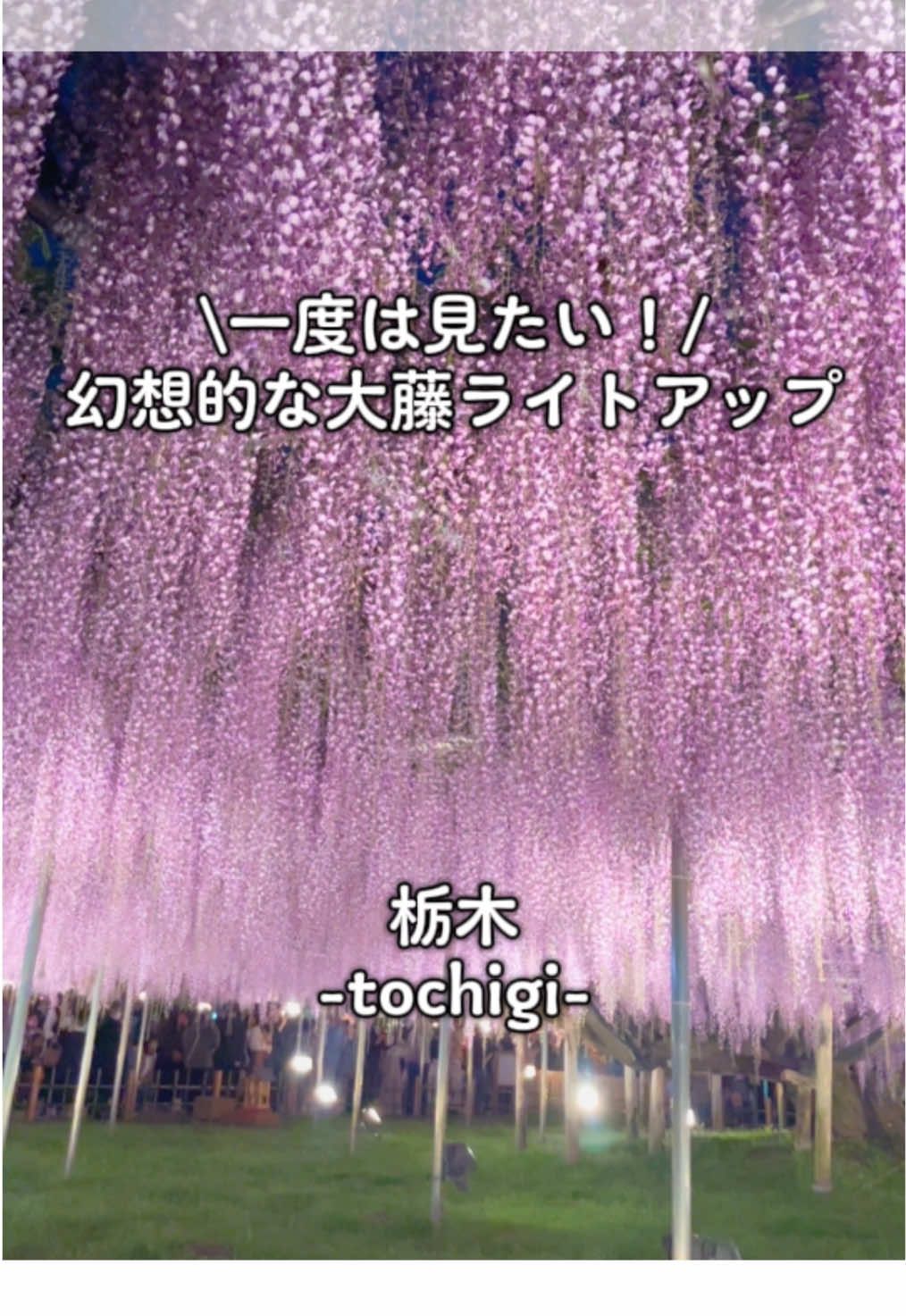 📍あしかがフラワーパーク 【ふじのはな物語-大藤まつり2025-】 @あしかがフラワーパーク【公式】  GW期間中は見頃になりそうだよ◎ つつじもすごく綺麗だからぜひお出かけやデートで行ってみてね！ 【開催期間】 4/12(土)〜5/18(日) 【入園料】 ¥1,200〜2,300 ※開花状況により変動 ※夜の部(17:30〜)からだと200円OFF 【ライトアップ期間】 4/19(土)〜5/18(日) 【営業時間】 〜5/6(火)7:00〜21:00 5/7(水)〜5/18(日)8:00〜20:30 【駐車場】無料 【住所】〒329-4216 栃木県足利市迫間町６０７ ※開花状況により入園料や開園時間は変動しますので事前に公式サイトやSNSをご確認ください。 #あしかがフラワーパーク #藤の花 #大藤まつり#藤#ライトアップ #栃木 #ツツジ #つつじ #足利市 #GW #gwデート #gw旅行  #ashikagaflowerpark#ashikaga #wisteria #japan #japantravel 
