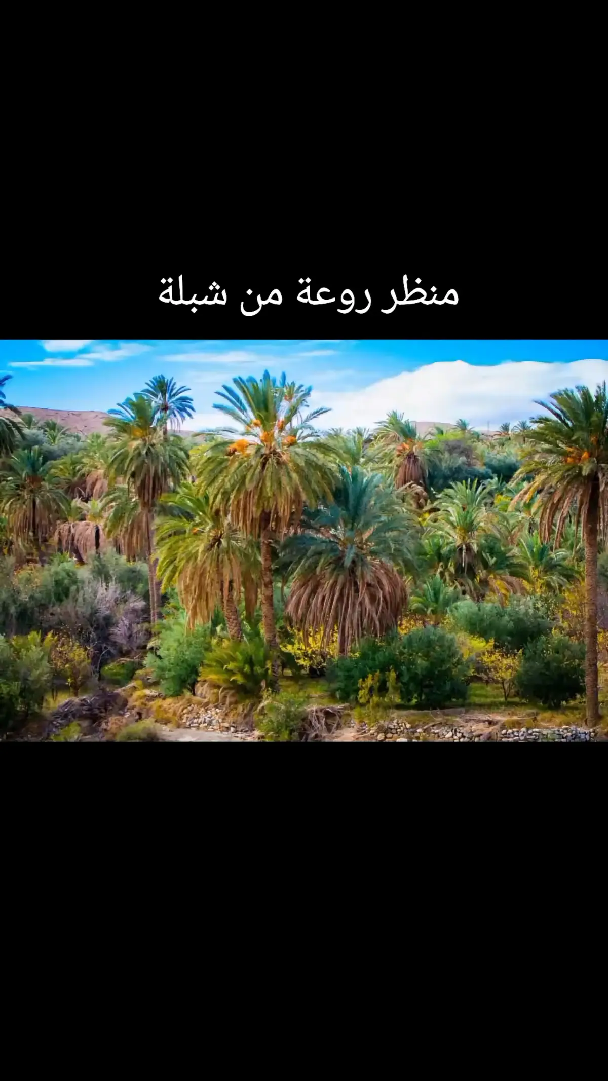 #ترندمشهورحاليا #creatorsearchinsights 