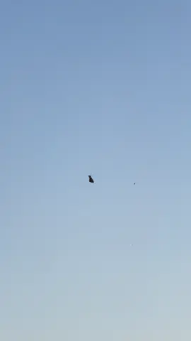 #طيورالبحرين🇧🇭 #قلابي #قطيفي #شل وقلاب 