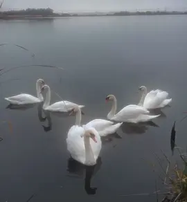🦢  #fyp #swan #swanlake #xyzbca #swans #whiteswan #explore #foryoupage #gloomy 