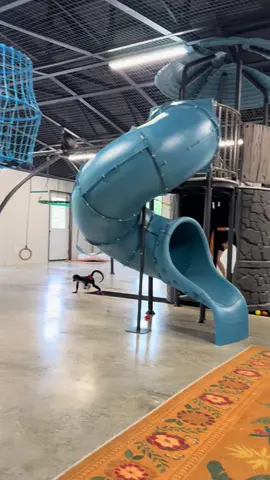 Another game of chase for spidermonkey Cricket💜