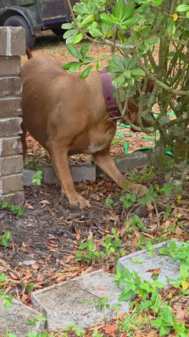 she takes her lizard hunting seriously #frenchmastiff #lizardhunter #doguedebordeaux #bordeauxmastiff #princessbeatricethemastiff 