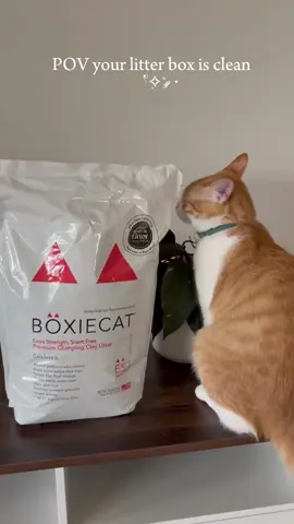 #ad  Thanks to Boxie Cat Litter - 30+ day odor control - Made with no fillers or preservatives - clumping formula that doesn’t stick to the bottom of the pan#CapCut 