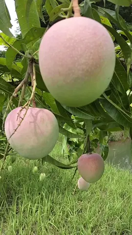 #มะม่วงอาร์ทูอีทู #มะม่วงอาร์ทู #ต้นมะม่วง 