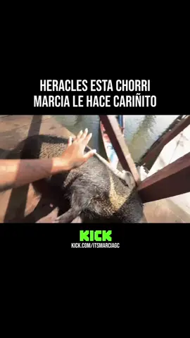 @🕷️ʜᴇʀᴀᴄʟᴇꜱ🦙 recontra chorri y @Marcia Gutierrez le da cariño 🫶🏼 #fyp #gymrat #streamer #kick #itsmarciagc #Fitness #irl #pucalpa #selva #zoologico #stream