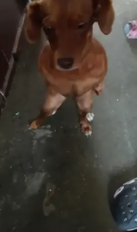 🤣🤣#videoviral #siguemeytesigo #pty #paratii #humor #perrostiktokers 