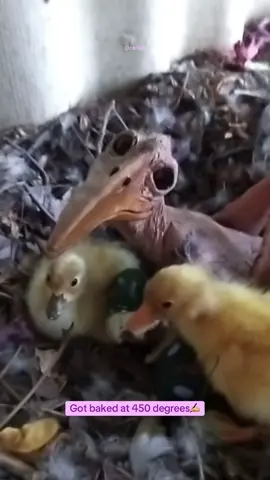 Ugleh ah🤧 #trending #ugly #scary #wtf #hilarious #comedian #trendy #chicken #pets #explore #wtf #wth #confused #wtfmoments #ohnah #xyzbca #noway #hellno 